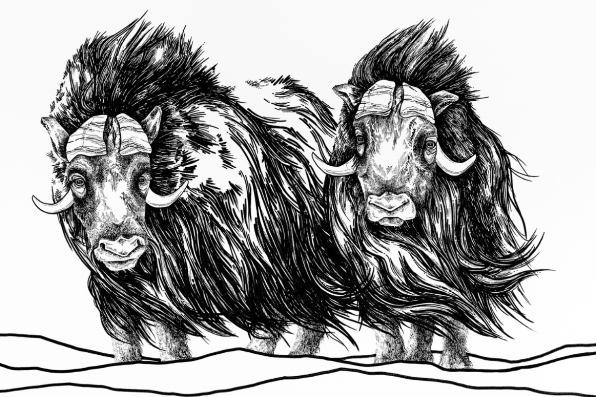Musk Ox Print by Emily Beaudoin Musk Ox